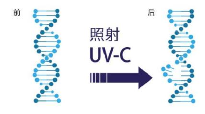 紫外线：消毒灭活作用